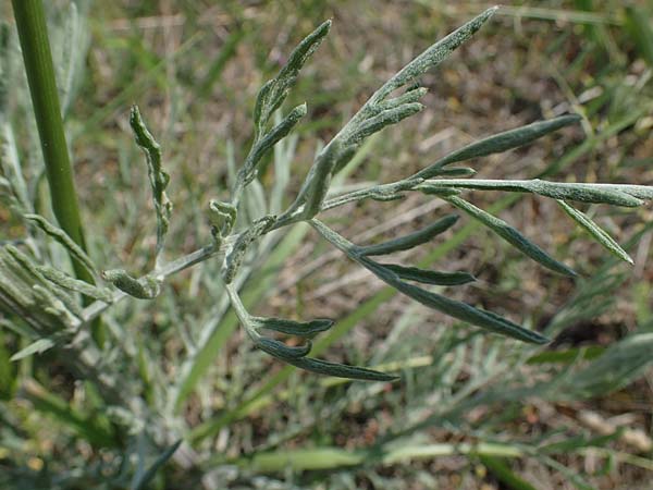 Centaurea australis \ Kleinkpfige Flockenblume, A Seewinkel, Illmitz 9.5.2022