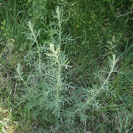 Centaurea australis \ Kleinkpfige Flockenblume, A Seewinkel, Illmitz 9.5.2022