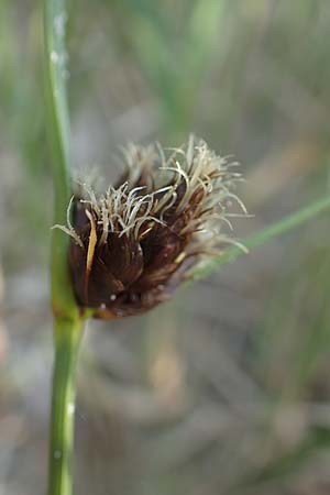 Bolboschoenus maritimus \ Strandsimse, A Seewinkel, Apetlon 12.5.2022