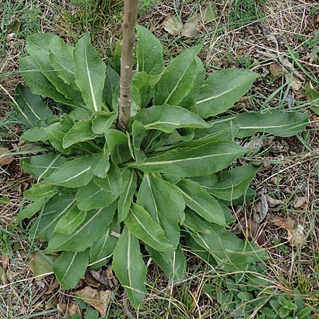 Verbascum lychnitis / White Mullein, A Hainburg 25.9.2022