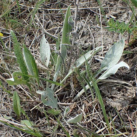 Centaurea triumfettii \ Triumfettis Flockenblume, Filz-Kornblume, A Seewinkel,  Apetlon 8.5.2022