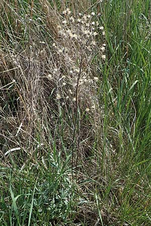 Galatella cana \ Graue Steppen-Aster, A Weiden am Neusiedler See 10.5.2022