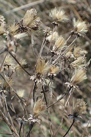 Galatella cana \ Graue Steppen-Aster, A Weiden am Neusiedler See 10.5.2022