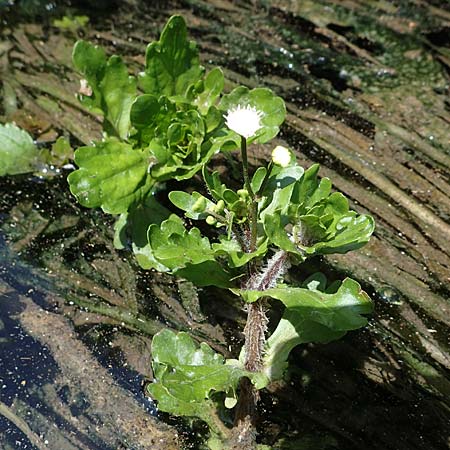 Shinnersia rivularis \ Mexikanisches Eichenblatt / Mexican Oakleaf, Rio Grande Bugheal, A Villach-Warmbad 4.7.2022