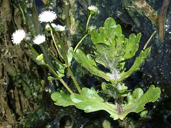 Shinnersia rivularis \ Mexikanisches Eichenblatt / Mexican Oakleaf, Rio Grande Bugheal, A Villach-Warmbad 4.7.2022