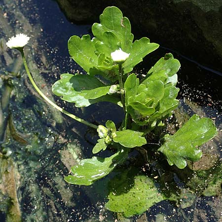 Shinnersia rivularis \ Mexikanisches Eichenblatt, A Villach-Warmbad 4.7.2022