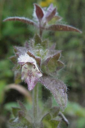 Stachys alpina \ Alpen-Ziest / Limestone Woundwort, A Hengstpass 14.7.2007