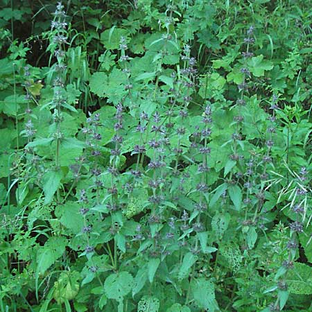 Stachys alpina \ Alpen-Ziest / Limestone Woundwort, A Hengstpass 14.7.2007