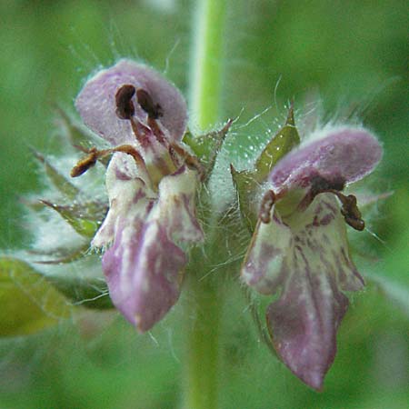 Stachys alpina \ Alpen-Ziest / Limestone Woundwort, A Hengstpass 14.7.2007