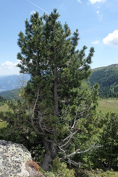 Pinus cembra \ Zirbel-Kiefer, Arve / Arolla Pine, Swiss Stone Pine, A Seetaler Alpen, Zirbitzkogel 28.6.2021