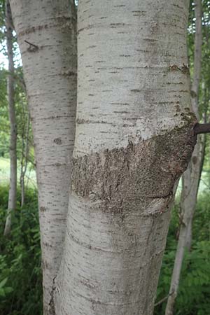 Populus tremula / Aspen, A Wildon 20.5.2016