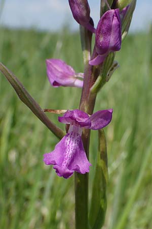 Anacamptis palustris \ Sumpf-Knabenkraut / Marsh Orchid, A  Seewinkel, Podersdorf 10.5.2022 