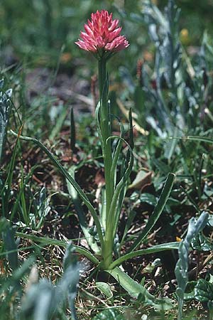 Nigritella archiducis-joannis \ Erzherzog-Johann Kohlröschen, A  Traweng 10.7.1995 