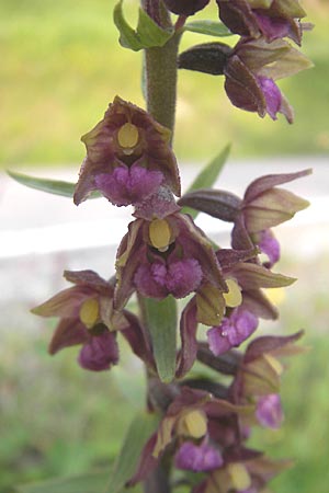 Epipactis atrorubens \ Braunrote Ständelwurz / Dark-red Helleborine, A  Hahntennjoch 16.7.2010 