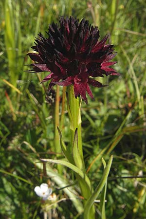 Nigritella austriaca \ Österreichisches Kohlröschen / Austrian Vanilla Orchid, A  Trenchtling 3.7.2010 