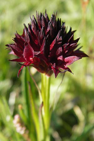 Nigritella austriaca \ Österreichisches Kohlröschen, A  Trenchtling 3.7.2010 