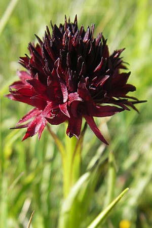 Nigritella austriaca \ Österreichisches Kohlröschen / Austrian Vanilla Orchid, A  Trenchtling 3.7.2010 