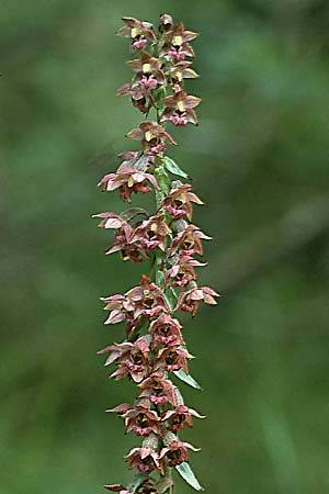 Epipactis atrorubens x helleborine, A   Lechtal, Forchach 17.8.1987 