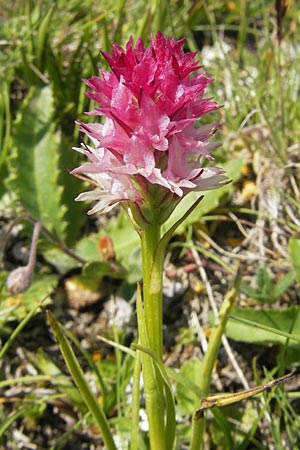 Nigritella bicolor \ Zweifarbiges Kohlröschen / Two-Colored Vanilla Orchid, A  Trenchtling 3.7.2010 