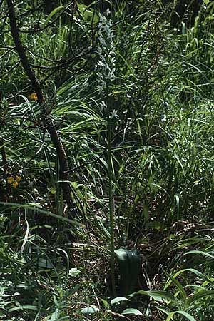 Platanthera bifolia deformation \ Zweiblättrige Waldhyazinthe / Lesser Butterfly Orchid (Peloria), A  Lechtal, Martinau 15.7.1987 