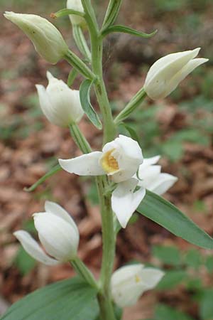 Cephalanthera damasonium \ Bleiches Waldvögelein, Weißer Waldvogel / Large White Helleborine, A  Wildon 20.5.2016 