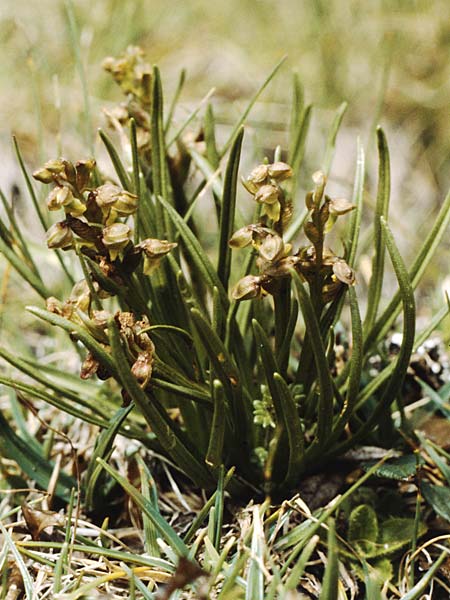 Chamorchis alpina / Alpine Orchid, A  Lechtal, Elbigenalb 16.8.1987 