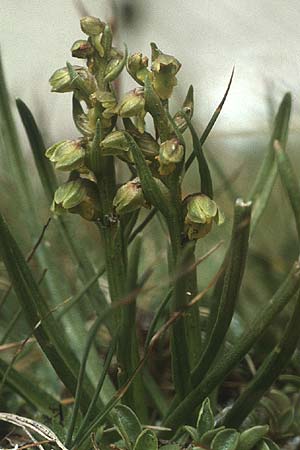 Chamorchis alpina \ Zwergorchis / Alpine Orchid, A  Lechtal, Elbigenalb 16.8.1987 