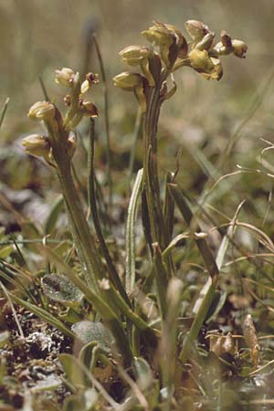 Chamorchis alpina \ Zwergorchis, A  Lechtal, Elbigenalb 16.8.1987 