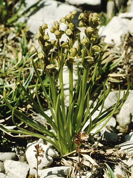 Chamorchis alpina \ Zwergorchis / Alpine Orchid, A  Lechtal, Elbigenalb 6.8.1988 