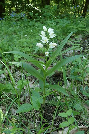 Cephalanthera longifolia \ Schwertblättriges Waldvögelein, A  Leitha - Gebirge 15.5.2022 