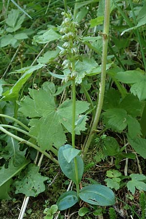 Coeloglossum viride \ Grüne Hohlzunge / Frog Orchid, A  Pusterwald 1.7.2019 