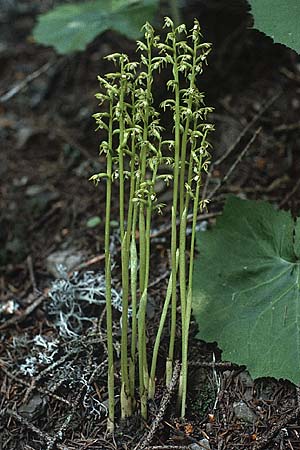 Corallorrhiza trifida / Coral-root Orchid, A  Lechtal, Warth 13.7.1987 