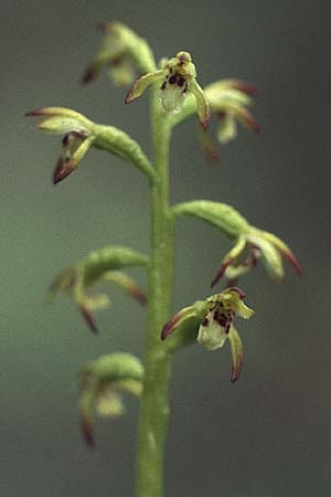 Corallorrhiza trifida / Coral-root Orchid, A  Fernpass 17.6.1988 