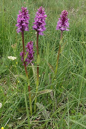 Dactylorhiza alpestris \ Alpen-Fingerwurz / Alpine Marsh Orchid, A  Osttirol, Golzentipp 11.7.2019 