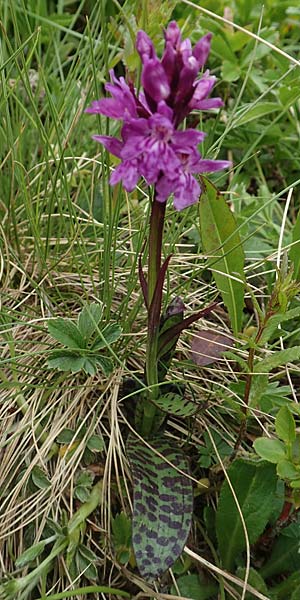 Dactylorhiza alpestris \ Alpen-Fingerwurz / Alpine Marsh Orchid, A  Osttirol, Golzentipp 12.7.2019 