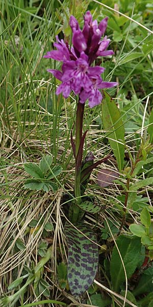 Dactylorhiza alpestris \ Alpen-Fingerwurz, A  Osttirol, Golzentipp 12.7.2019 