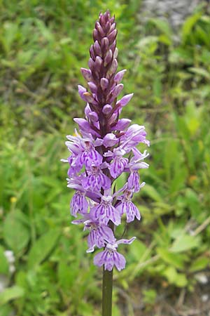 Dactylorhiza fuchsii, Common Spotted Orchid