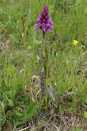Dactylorhiza fuchsii / Common Spotted Orchid, A  Osttirol, Golzentipp 12.7.2019 