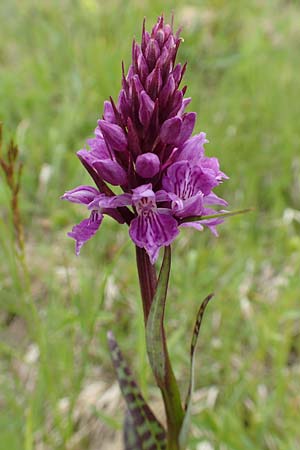 Dactylorhiza fuchsii \ Fuchssche Fingerwurz, Fuchssches Knabenkraut / Common Spotted Orchid, A  Osttirol, Golzentipp 12.7.2019 