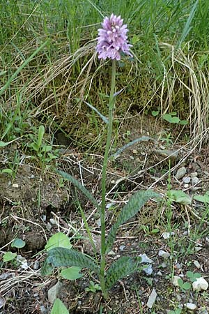 Dactylorhiza fuchsii / Common Spotted Orchid, A  Pusterwald 29.6.2021 