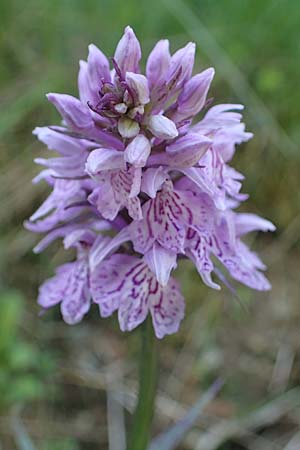 Dactylorhiza fuchsii / Common Spotted Orchid, A  Pusterwald 29.6.2021 