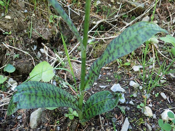 Dactylorhiza fuchsii \ Fuchssche Fingerwurz, Fuchssches Knabenkraut / Common Spotted Orchid, A  Pusterwald 29.6.2021 