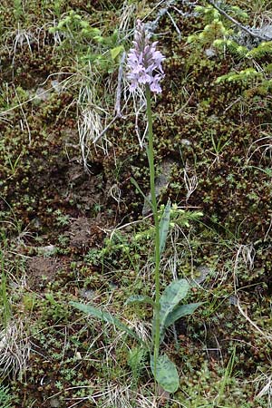 Dactylorhiza fuchsii \ Fuchssche Fingerwurz, Fuchssches Knabenkraut / Common Spotted Orchid, A  Kärnten/Carinthia, Koralpe 4.7.2023 