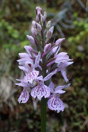 Dactylorhiza fuchsii / Common Spotted Orchid, A  Carinthia, Koralpe 4.7.2023 