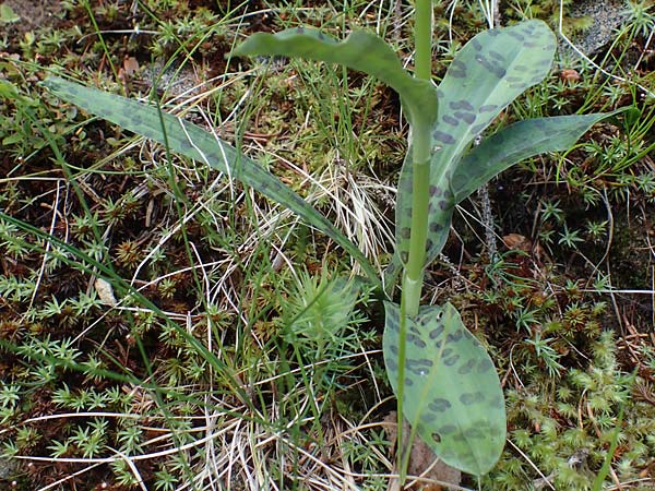 Dactylorhiza fuchsii \ Fuchssche Fingerwurz, Fuchssches Knabenkraut / Common Spotted Orchid, A  Kärnten/Carinthia, Koralpe 4.7.2023 