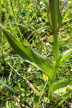 Dactylorhiza majalis \ Breitblättrige Fingerwurz, Breitblättriges Knabenkraut / Broad-Leaved Marsh Orchid, A  Tauplitz-Alm 8.7.2020 