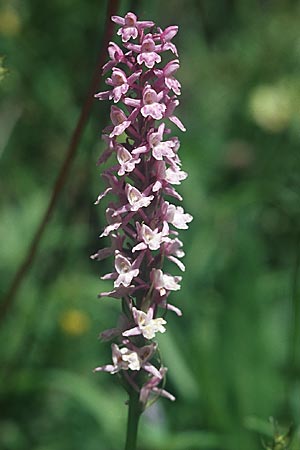 Dactylorhiza fuchsii x Gymnadenia conopsea s.l., A   Großglockner 5.8.2004 