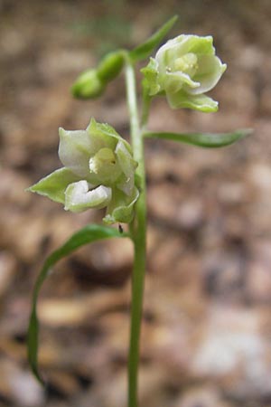 Epipactis albensis \ Elbe-Ständelwurz, A  Burgenland, Rumpersdorf 3.8.2011 