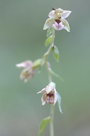 Epipactis neglecta subsp. neglecta \ Übersehene Ständelwurz / Neglected Helleborine, A  Gloggnitz 28.7.1997 