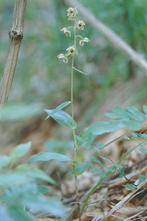 Epipactis neglecta subsp. neglecta \ Übersehene Ständelwurz / Neglected Helleborine, A  Gloggnitz 28.7.1997 